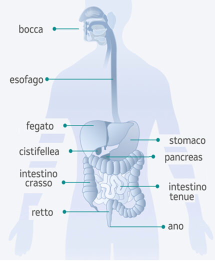 La digestione inizia dalla bocca con la corretta masticazione (immagine msd-gesundheit.ch)