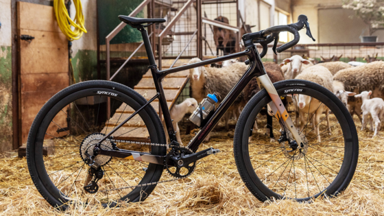 Grandurance 10 di Bergamont