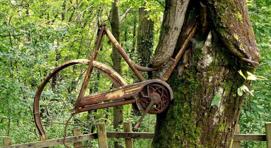 L'Albero della Bicicletta a Sitran, diventato una vera attrazione per i turisti