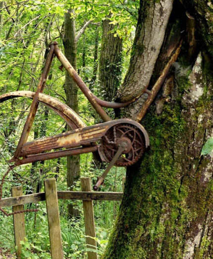 L'Albero della Bicicletta a Sitran, diventato una vera attrazione per i turisti