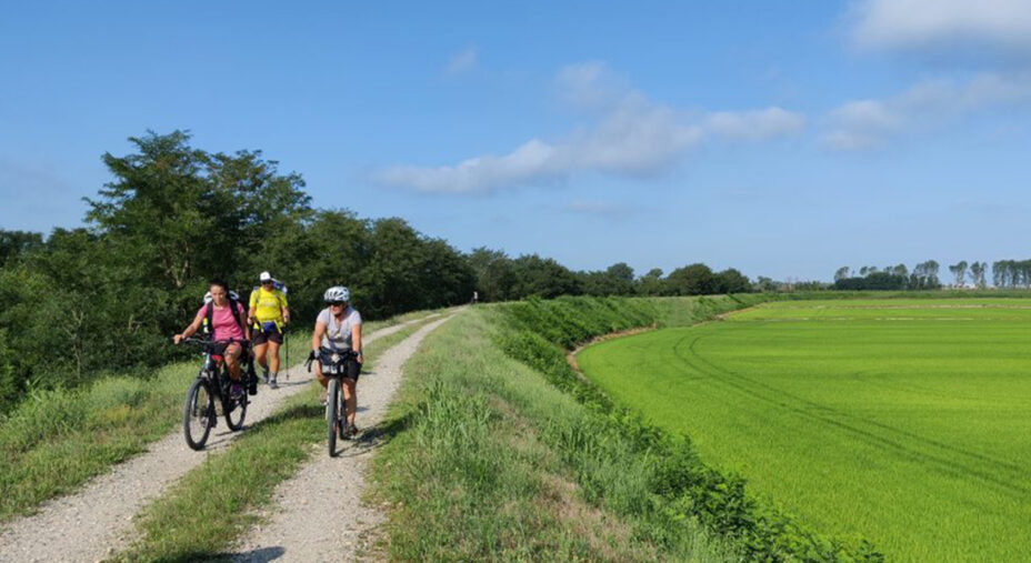 Il territorio della Lomellina è centrale nella geografia del riso italiano come produttore del Carnaroli