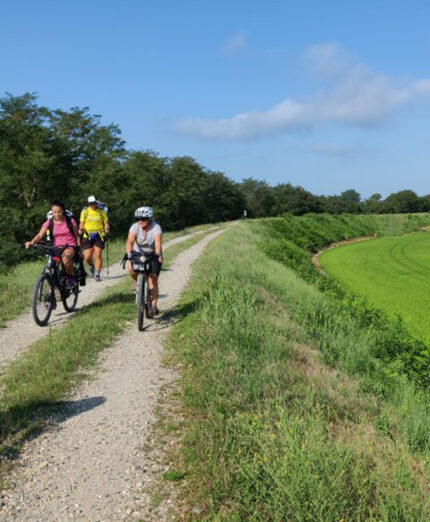Il territorio della Lomellina è centrale nella geografia del riso italiano come produttore del Carnaroli