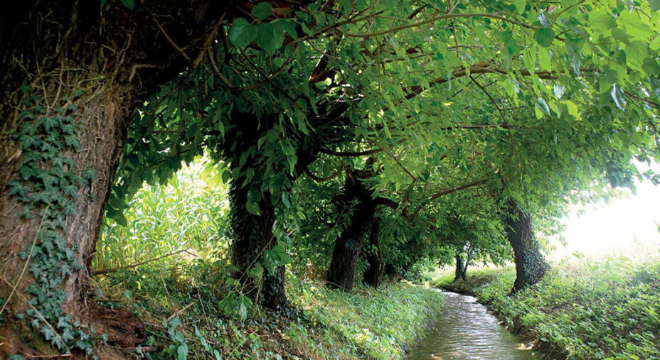 Il Roiello di Pradamano, un torrente che ha sempre avuto grande peso per l'agricoltura locale
