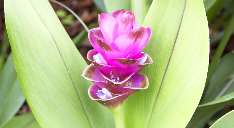 Nonostante le sue proprieta, la curcuma è anche una pianta stupenda, spesso coltivata per ornamento (depositphotos.com)