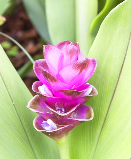 Nonostante le sue proprieta, la curcuma è anche una pianta stupenda, spesso coltivata per ornamento (depositphotos.com)