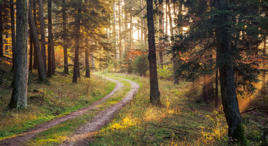 La Foresta Nera mitiga il clima e offre grandi possibilità di immersione (depositphotos.com)