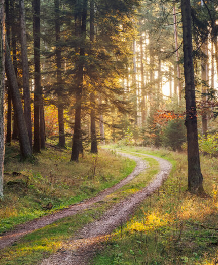 La Foresta Nera mitiga il clima e offre grandi possibilità di immersione (depositphotos.com)