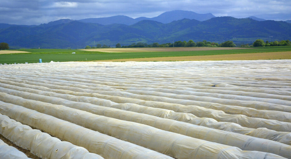Manca poco e i teli saranno tolti per il raccolto degli asparagi (depositphotos.com)