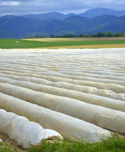 Manca poco e i teli saranno tolti per il raccolto degli asparagi (depositphotos.com)