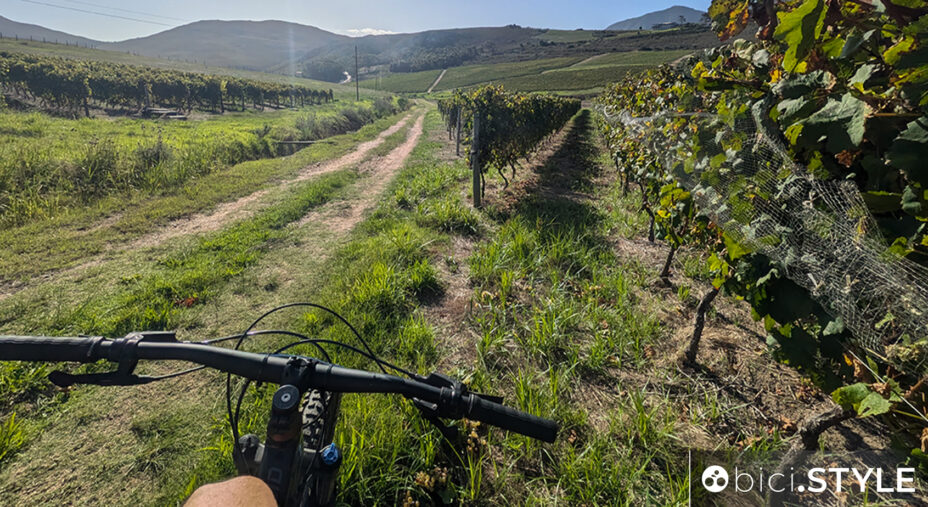 Fa uno strano effetto pedalare fra i vigneti in cui per il resto della settimana si lavora