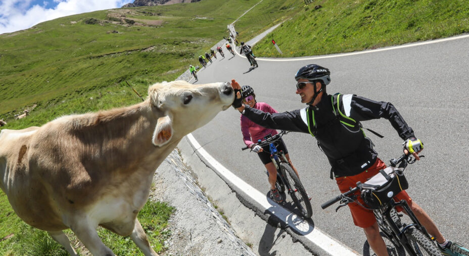 Enjoy Stelvio Valtellina, mucca, cicloturisti, mountain bike (foto Valtellina)