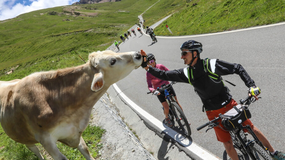 Enjoy Stelvio Valtellina, mucca, cicloturisti, mountain bike (foto Valtellina)