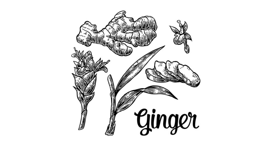 Lo zenzero è una delle prime spezie di origine asiatica arrivate in Europa nel IV secolo a.C.(depositphotos.com)