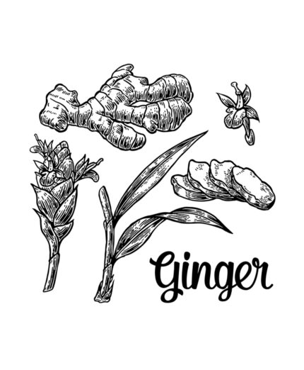 Lo zenzero è una delle prime spezie di origine asiatica arrivate in Europa nel IV secolo a.C.(depositphotos.com)