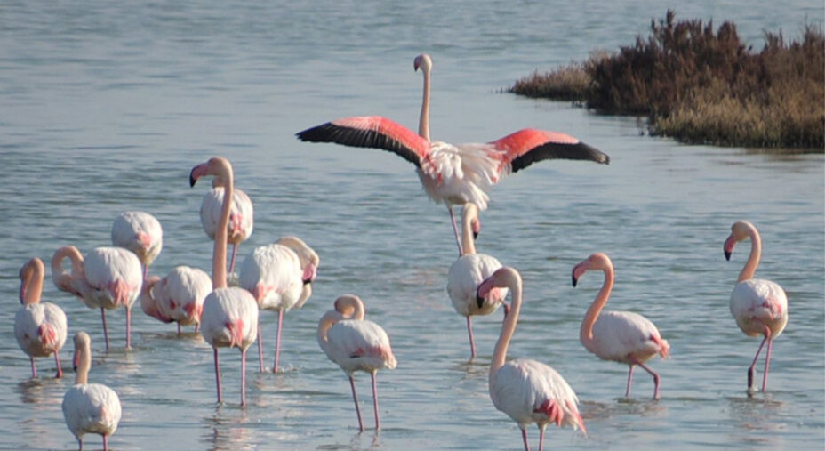 Questa è una delle zone privilegiate in Europa per la nidificazione dei fenicotteri rosa