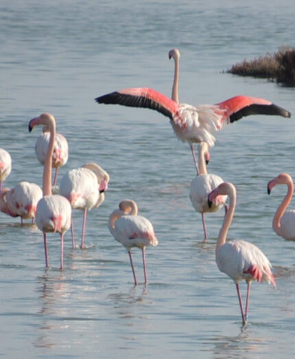 Questa è una delle zone privilegiate in Europa per la nidificazione dei fenicotteri rosa