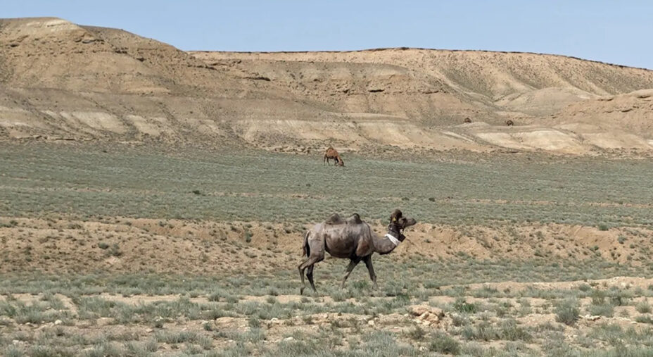Il deserto del Mangystau, con colori diversi da quelli tipici delle distese sabbiose