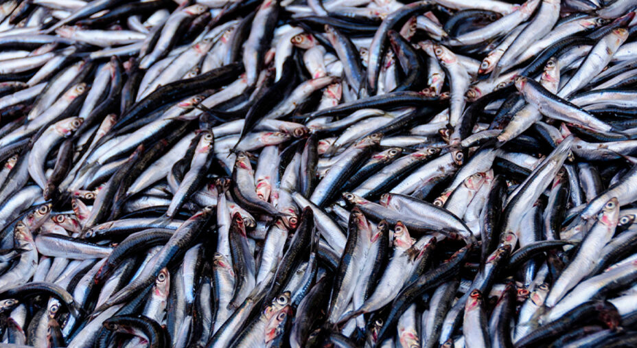 Le alici appartengono alla famiglia del pesce azzurro, che è ritenuta povera, ma è ricca di nutrienti (depositphotos.com)