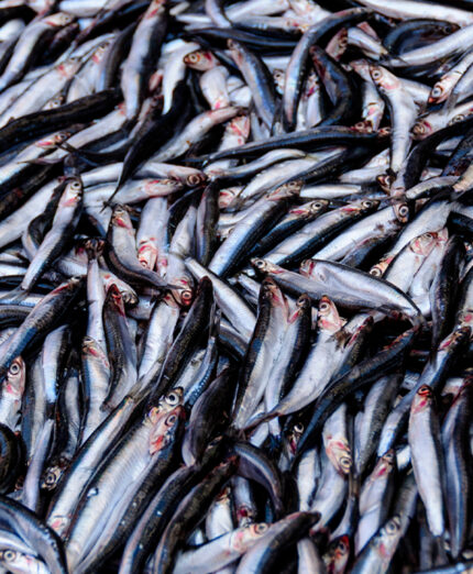 Le alici appartengono alla famiglia del pesce azzurro, che è ritenuta povera, ma è ricca di nutrienti (depositphotos.com)