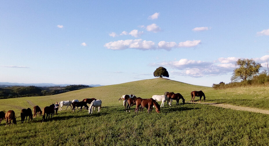 Tante attività anche per chi non pedala, tra queste i cavalli per le passeggiate e la SPA