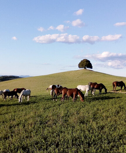 Tante attività anche per chi non pedala, tra queste i cavalli per le passeggiate e la SPA
