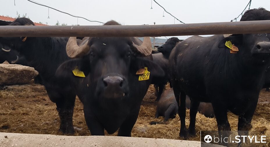 Puglia, Gargano, Manfredonia bufala, animali