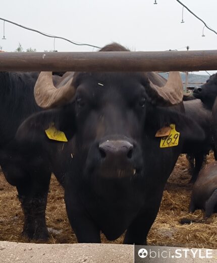 Puglia, Gargano, Manfredonia, bufala, animali