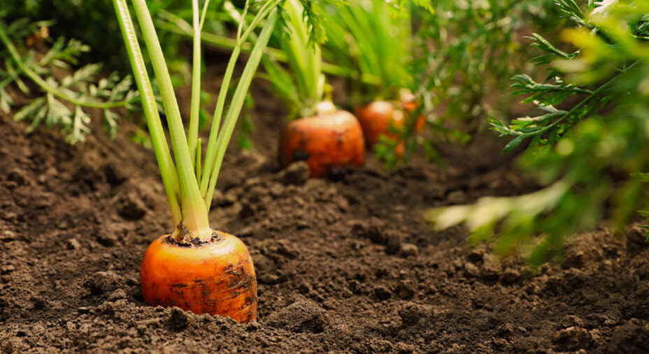 La carota è una pianta erbacea dal fusto di colore verde e le radici di colore variabile dal bianco al nero (depositphotos.com)