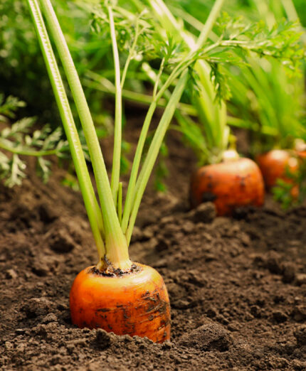La carota è una pianta erbacea dal fusto di colore verde e le radici di colore variabile dal bianco al nero (depositphotos.com)