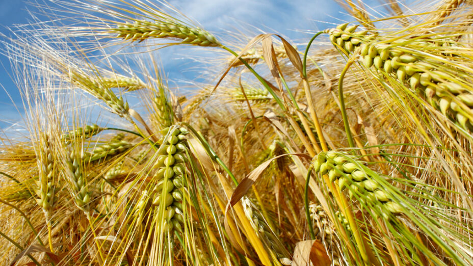 Alimentazione, orzo, ceereali (depostiphotos.com)
