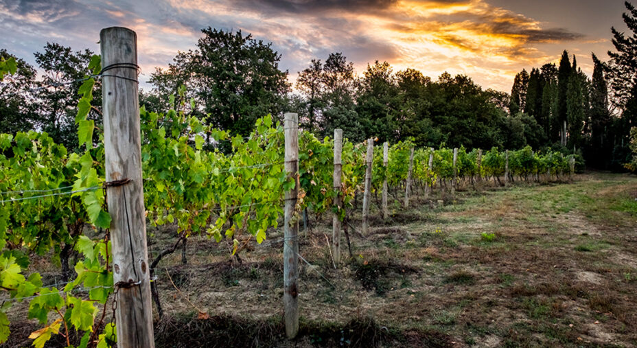 Vigneti e grandi vini: la Gravel Clinc ha permesso di scoprire anche le cantine (depositphotos.com)