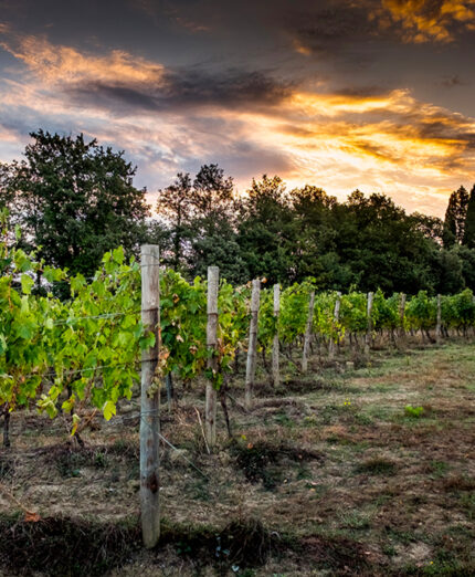 Vigneti e grandi vini: la Gravel clinc ha permesso di scoprire anche le cantine (depositphotos.com)