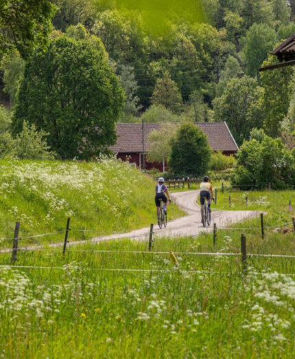 E' una delle novità cicloturistiche del 2026. La Ljungleden sta già attirando frotte di appassionati (foto Amplifyphoto)