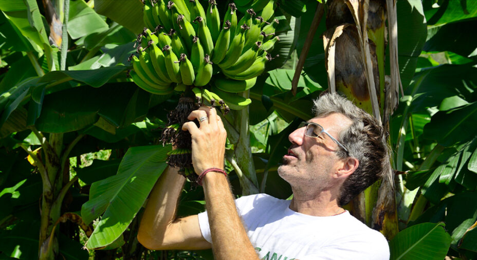 Le banane commercializzate nella UE devono rispettare limiti molto rigorosi (depositphotos.com)