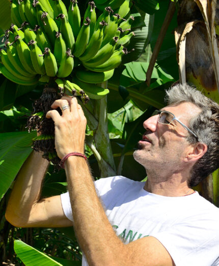 Le banane commercializzate nella UE devono rispettare limiti molto rigorosi (depositphotos.com)