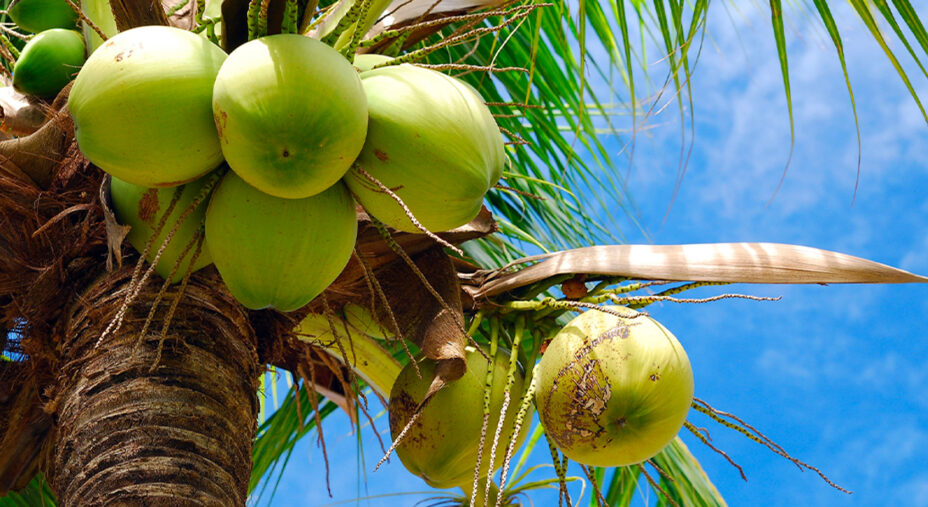 Il cocco è il frutto della palma da cocco, una delle piante simbolo delle coste tropicali (depositphotos.com)