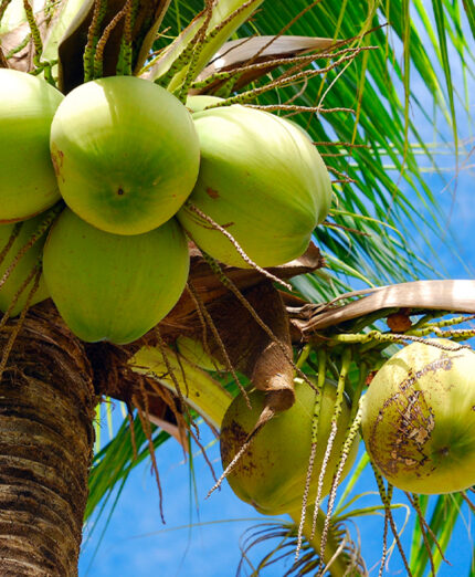 Il cocco è il frutto della palma da cocco, una delle piante simbolo delle coste tropicali (depositphotos.com)