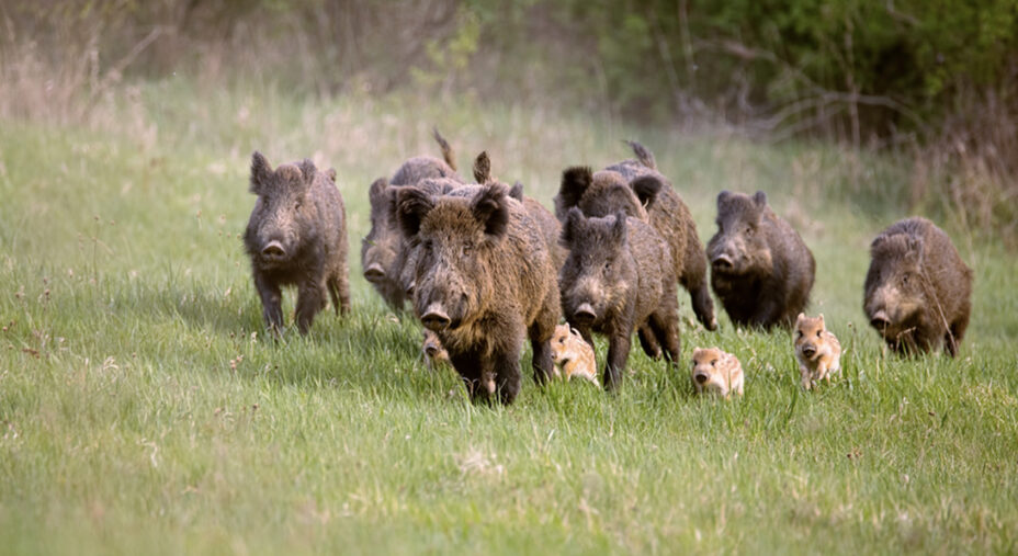 Quando si va in MTB i cinghiali più piccoli possono creare maggior rischio di attacco da parte delle mamme per un loro istinto di protezione (foto Depositphotos)
