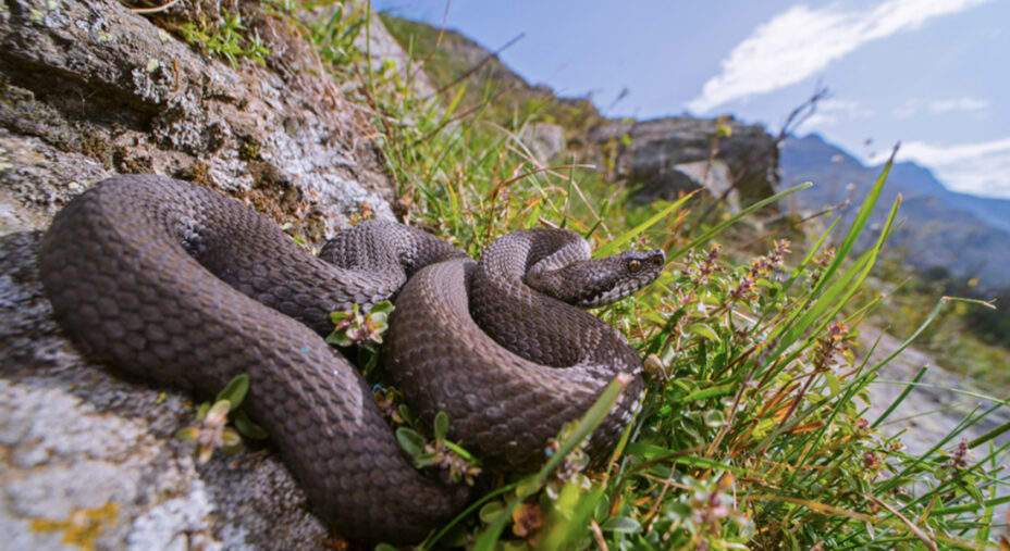 Serpente vipera animali selvatici (Foto Lo Scarpone)