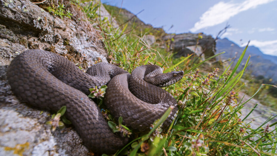 Serpente vipera animali selvatici (Foto Lo Scarpone)