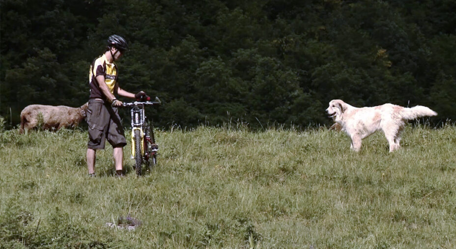 L'incontro con i cani pastore è forse il più frequente. la prima regola è non scappare e interporre la bici tra noi e l'animale (foto Max Res)