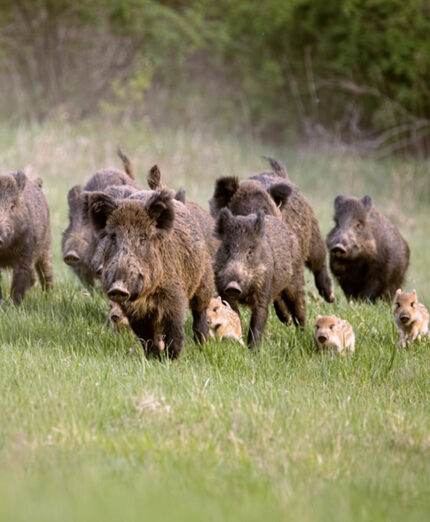 Quando si va in MTB i cinghiali più piccoli possono creare maggior rischio di attacco da parte delle mamme per un loro istinto di protezione (foto Depositphotos)