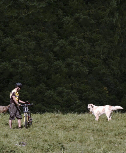 L'incontro con i cani pastore è forse il più frequente. la prima regola è non scappare e interporre la bici tra noi e l'animale (foto Max Res)