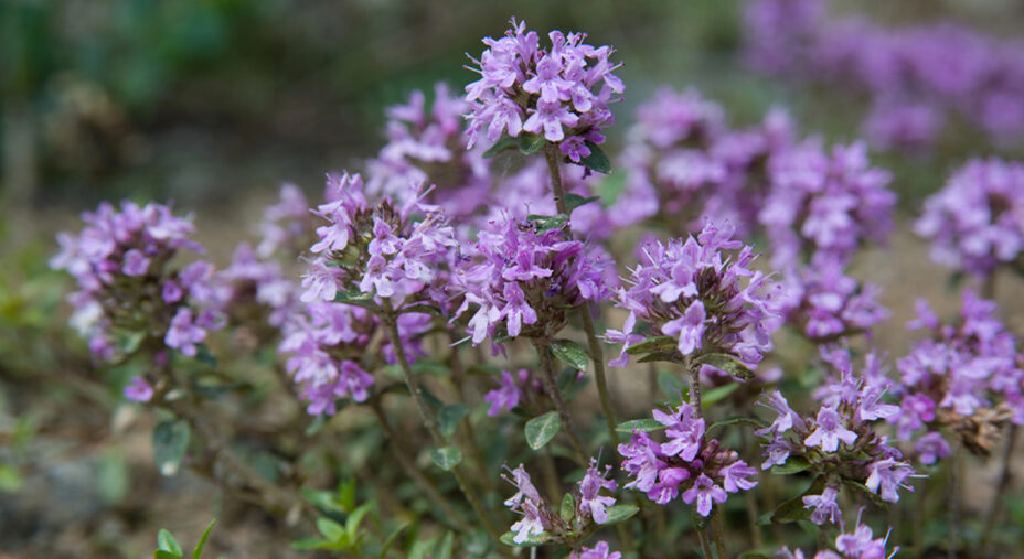 Il timo appartiene alla stessa famiglia di lavanda, menta, basilico e salvia (depositphotos.com)