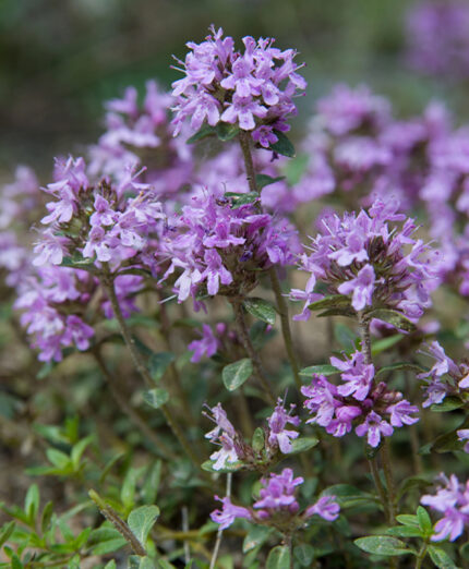 Il timo appartiene alla stessa famiglia di lavanda, menta, basilico e salvia (depositphotos.com)