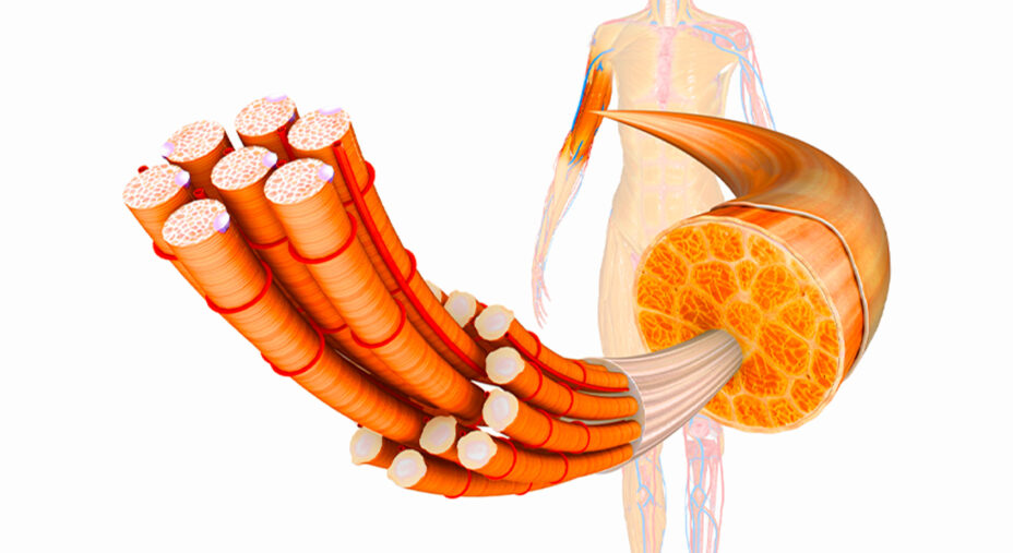 Il recettore della vitamina D è presente in numerosi tessuti, comprese le cellule muscolari(depositphotos.com)