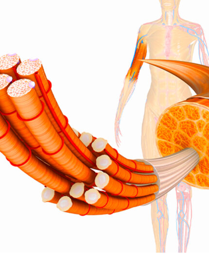 Il recettore della vitamina D è presente in numerosi tessuti, comprese le cellule muscolari(depositphotos.com)