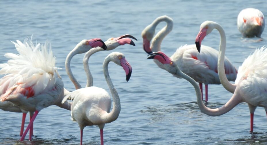 Amaparco, Valli di Comacchio, Romagna, Ravenna