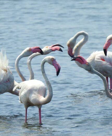 Amaparco, Valli di Comacchio, Romagna, Ravenna