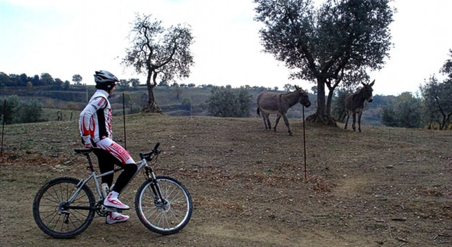 Bike in Umbria. Orvieto, Lago di Corbara e Monte Peglia, MTB